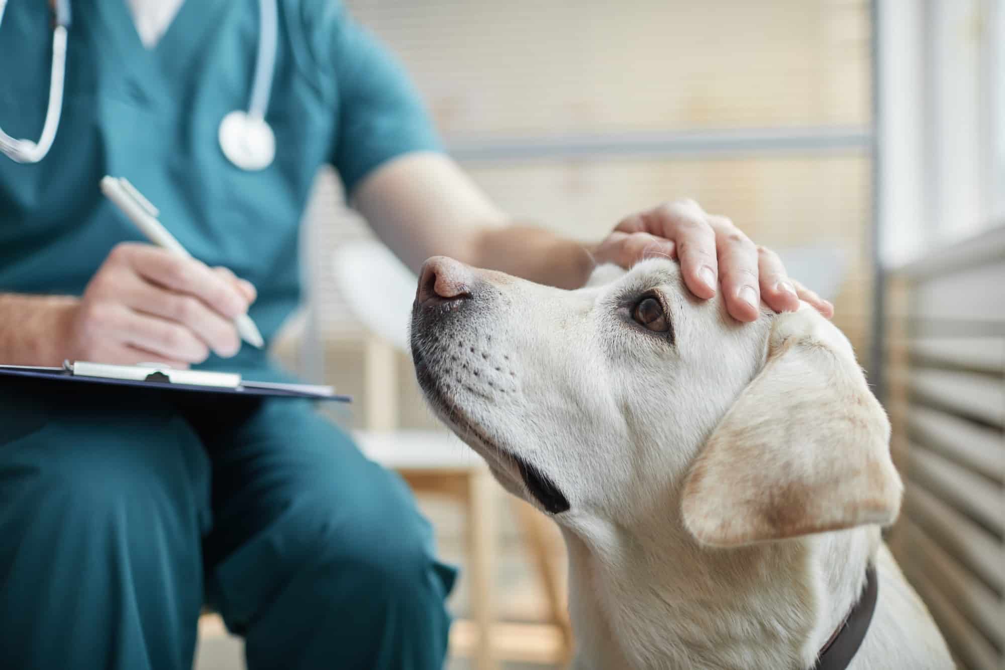 Close-up of white Labrador dog at vet clinic with male veterinarian stroking his head