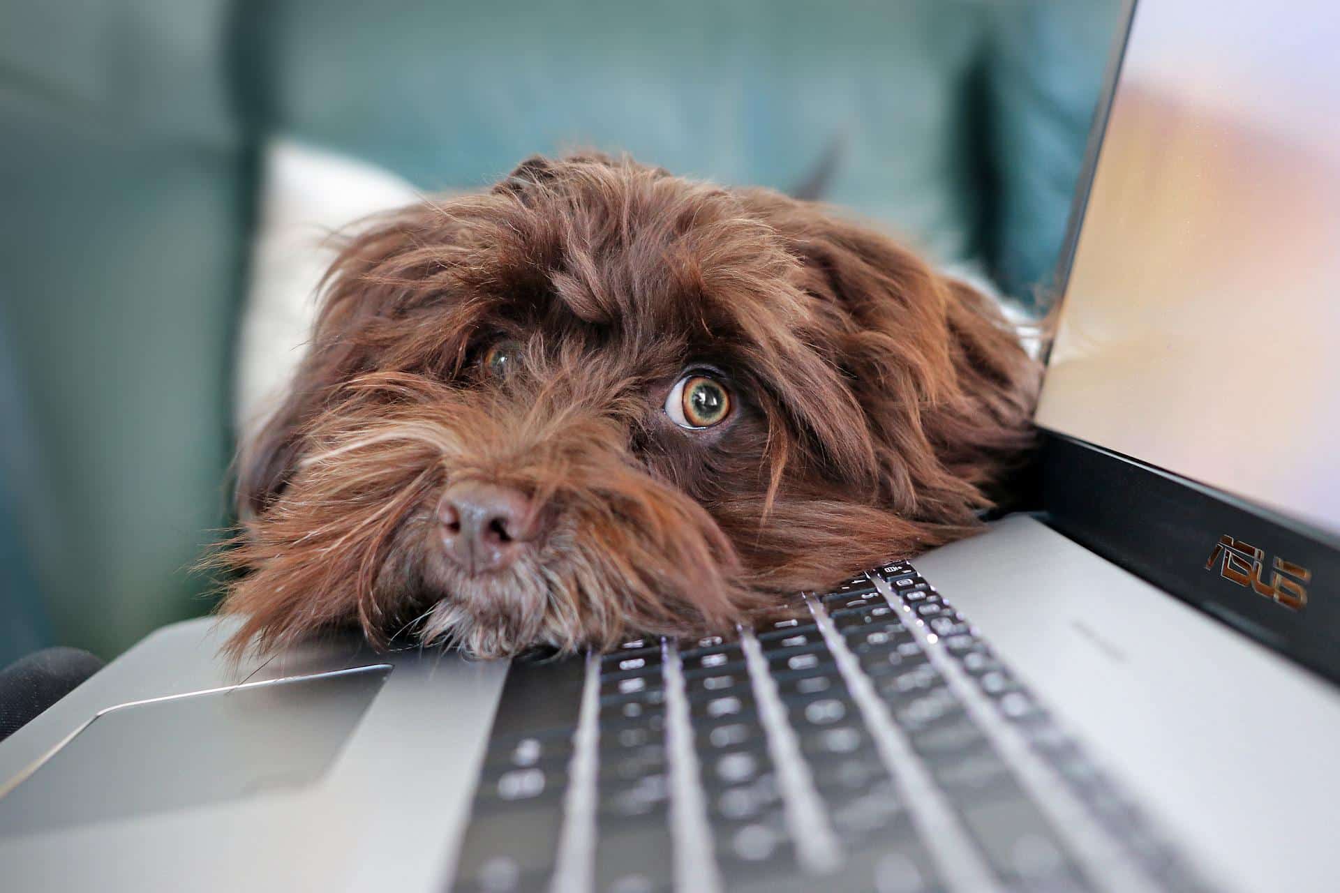 Hund mit Tierarzt und Laptop