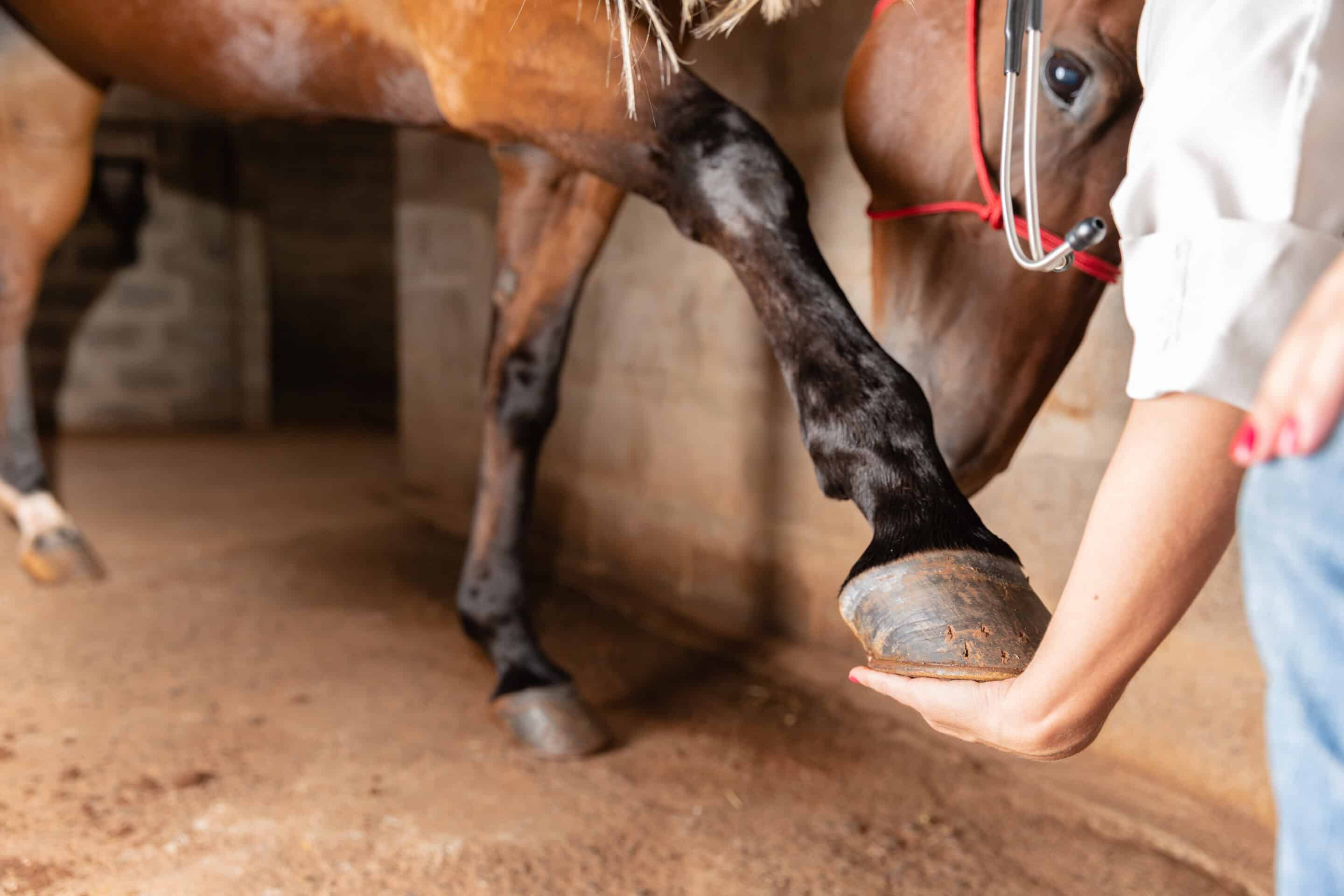 Tierchiro-und-Heilpraktiker